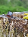 Small Brown Slug on a Cedar Post with Moss 8 Royalty Free Stock Photo