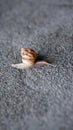 Small brown snail on the cement wall Royalty Free Stock Photo