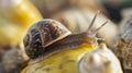 Snail Sitting on Top of Banana