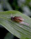 Small brown snail on a green leaf Royalty Free Stock Photo