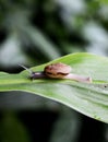 Small brown snail on a green leaf Royalty Free Stock Photo