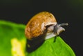 Small brown snail on green leaf Royalty Free Stock Photo