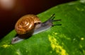 Small brown snail on green leaf Royalty Free Stock Photo