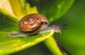 Small brown snail on green leaf Royalty Free Stock Photo