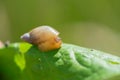 Small brown snail on green leave Royalty Free Stock Photo