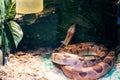 Small brown snake in a terrarium closeup Royalty Free Stock Photo