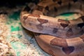 Small brown snake in a terrarium closeup Royalty Free Stock Photo