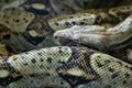 Small brown snake in a terrarium closeup Royalty Free Stock Photo