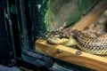 Small brown snake in a terrarium closeup Royalty Free Stock Photo