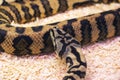 Small brown snake in a terrarium closeup Royalty Free Stock Photo