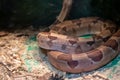 Small brown snake in a terrarium closeup Royalty Free Stock Photo