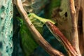 Small brown snake in a terrarium closeup Royalty Free Stock Photo