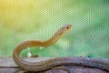 The small brown snake on the wooden floor with the green net background and flare light from background. Royalty Free Stock Photo