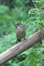 Small brown songbird sitting on wooden post