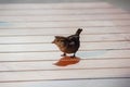 A small brown sparrow bird standing on a light wooden slatted table surface in soft sunlight Royalty Free Stock Photo