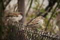 Small brown sparrow on metal fence - House sparrow Royalty Free Stock Photo