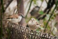 Small brown sparrow on metal fence Royalty Free Stock Photo