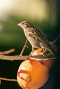Small brown sparrow perched atop a branch of a tree with a ripe, orange-colored persimmon Royalty Free Stock Photo