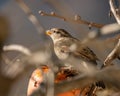 Small brown sparrow perched atop a branch of a tree with a ripe, orange-colored persimmon Royalty Free Stock Photo