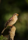 Small brown Sparrow on tree stump