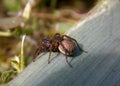 small brown spider with its brood Royalty Free Stock Photo
