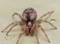 Small Brown Spider With Large Palpus