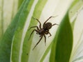 small brown spider on a leaf Royalty Free Stock Photo