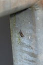 Small brown spider on underside of railing Royalty Free Stock Photo