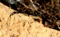 A small brown spotted lizard masks against the background of dried grass and stones