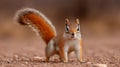A small brown squirrel stands on a dirt ground with its tail curled up Royalty Free Stock Photo