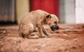 Small brown stray puppy dog eating remains of chicken meat dinner on dusty road