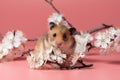 Syrian Hamster sits among cherry blossoms on a pink background. Spring portrait of a cute pet.Happy rodent among flowers