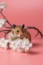 Syrian Hamster sits among cherry blossoms on a pink background. Spring portrait of a cute pet.Happy rodent among flowers