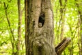 The small brown tawny owl sleeping in a cavity