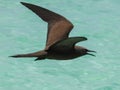 Brown Noddy in Queensland Australia Royalty Free Stock Photo