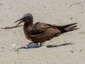 Brown Noddy in Queensland Australia Royalty Free Stock Photo