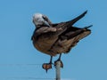 Brown Noddy in Queensland Australia Royalty Free Stock Photo