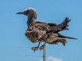 Brown Noddy in Queensland Australia Royalty Free Stock Photo