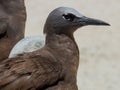 Brown Noddy in Queensland Australia Royalty Free Stock Photo