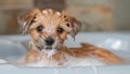 Small brown Terrier dog enjoying a bath in a bathtub
