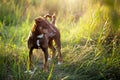 A small brown terrier dog walks with a collar in the grass and in the summer sunlight. Dog in nature, Jack Russell terrier Royalty Free Stock Photo