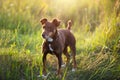 A small brown terrier dog walks with a collar in the grass and in the summer sunlight. Dog in nature, Jack Russell terrier Royalty Free Stock Photo