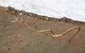 Small brown and thin snake from Myanmar