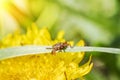 small brown tick sits on the grass in the bright summer sun during the day. Dangerous blood-sucking arthropod animal transfers