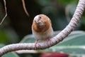 Small Brown Bird on a Branch