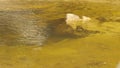 small brown trout in a pool at the base of a waterfall in the blue mnts