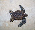 Small brown turtle crawling on the white sea sand, marine life, reptiles