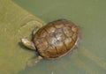 Small brown water tortoise