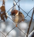 A small brown and white bird is perched on a wire Royalty Free Stock Photo
