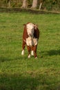 Small brown and white cow with beautiful eyes standing on a green meadow, the theme of domestic farm animals Royalty Free Stock Photo